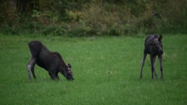 两只麋鹿在田野里吃草 其中一只摇头 — 图库视频影像