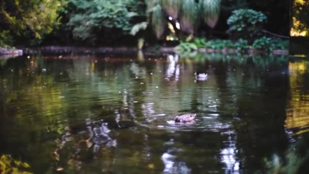 葡萄牙波尔图 一只可敬的鸭子潜入水下在河里觅食 梦幻般的镜头 — 图库视频影像