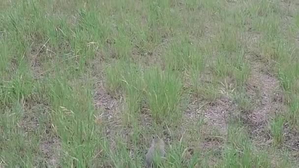 スローモーション ウサギがスローモーションで草の中を飛び回る — ストック動画