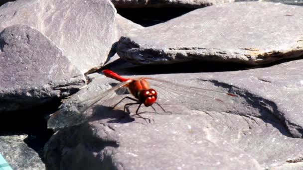 Rote Libelle Auf Grauen Steinen — Stockvideo