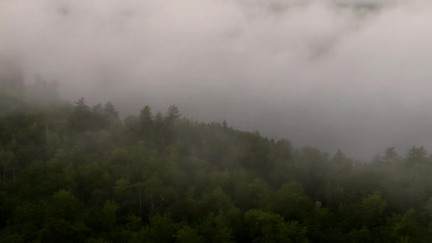 Langsam Über Bäume Fliegen Bei Nebligem Sonnenaufgang — Stockvideo