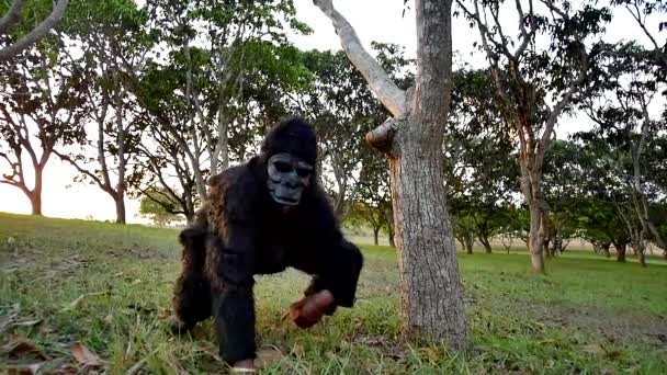 可怕的大猩猩走过一片茂密的森林 身后是夕阳西下的地方 — 图库视频影像