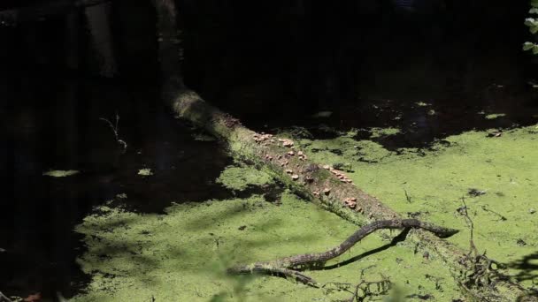 Ein Heiterer Schuss Wild Wachsender Pilze Auf Einem Umgestürzten Baum — Stockvideo