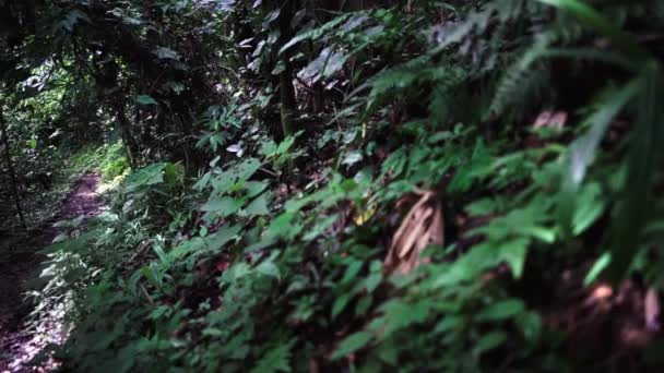 Panoramique Lente Travers Jungle Épaisse Montrant Sentier Les Plantes — Video