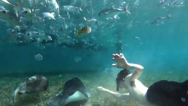 Caribe Océano Submarino Vida Silvestre Diver Stingray — Vídeos de Stock