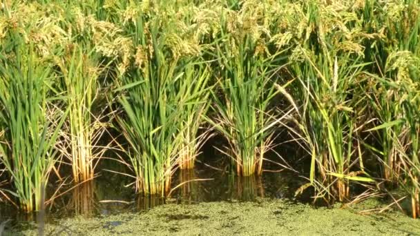 Μια Κοντινή Άποψη Των Αγρών Του Ρυζιού — Αρχείο Βίντεο