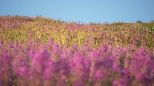 在瑞典拉普兰 大黄蜂在开花 有些是慢动作的 有些是实时的 — 图库视频影像