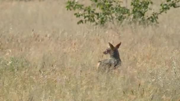 Coyote Nerveux Affût Dans Herbe Haute Parc National Etosha Namibie — Video