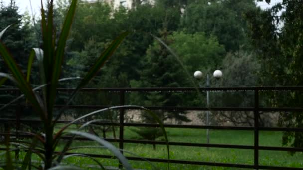 Lluvia Fuerte Tirando Del Foco Desde Distancia Hacia Flor — Vídeos de Stock