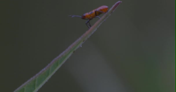 ミルクウィード植物上のミルクウィード甲虫 — ストック動画