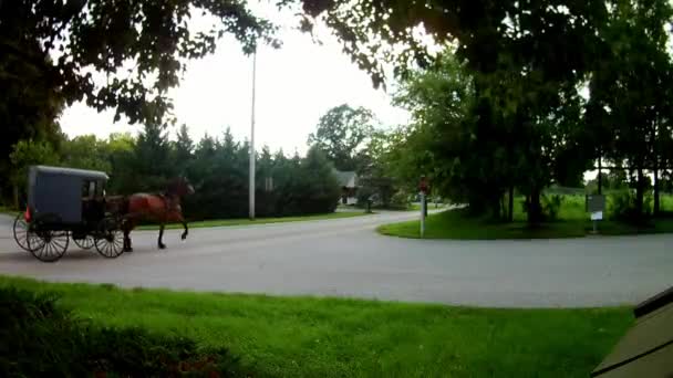 Amish Vervoerstype Buggy — Stockvideo