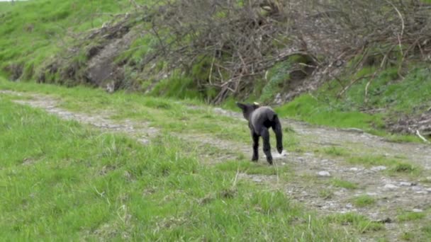 Piccolo Agnello Nero Suffolk Running Back Gruppo Pecore — Video Stock