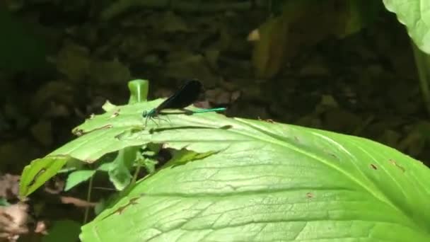 Grand Zoom Avant Libellule Sur Une Feuille Dans Une Forêt — Video