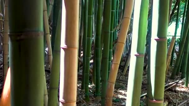 Går Genom Bambuskog — Stockvideo