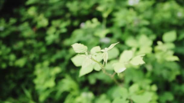 Algunas Plantas Verdes Las Montañas Italianas — Vídeos de Stock