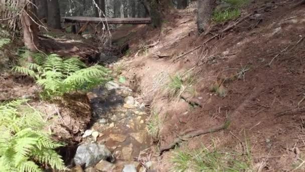 Гірська Струмка Рильській Горі Болгарія Прогулюючись Лісом Через Невелику Струмку — стокове відео