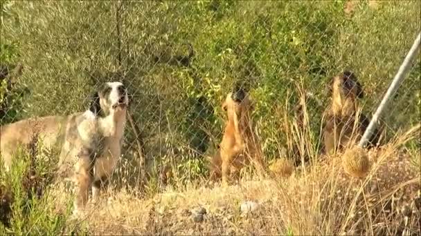 アンダルシアの田園地帯の写真家に吠えるオリーブ畑のワイヤーフェンスの後ろに3匹の大型犬 スペイン — ストック動画