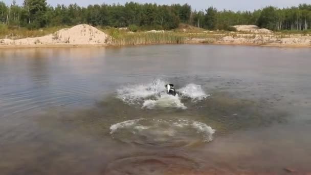 Cane Bianco Nero Insegue Palla Acqua Ritorna Con Esso — Video Stock