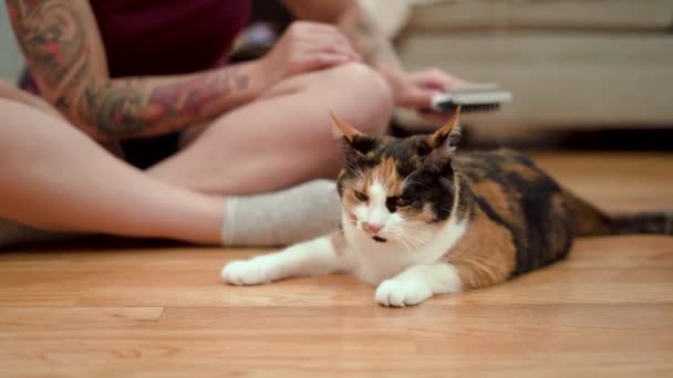 Fırçalı Bir Yavru Kediyi Tımar Etmek — Stok video