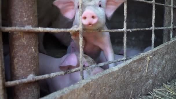 Jeunes Porcs Engraissement Dans Porcherie — Video