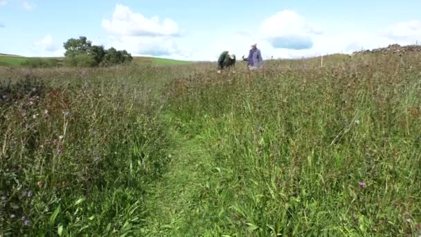 高齢者のカップルは エデンバレーカンブリア英国のAugill Pasture自然保護区の野草の牧草地を歩く — ストック動画