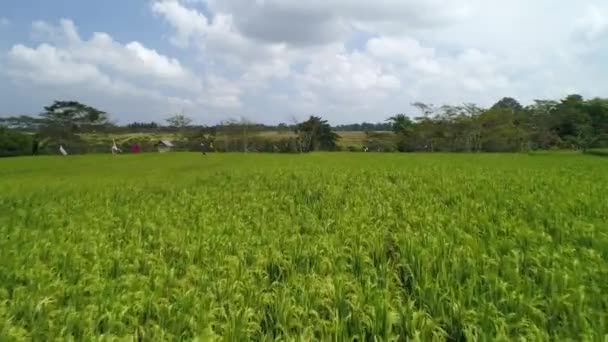 Drohne Fliegt Über Dem Grünen Reisfeld Auf Bali Indonesien — Stockvideo