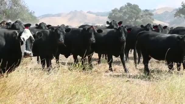 Камера Панорама Колах Корови Дивляться Наміром — стокове відео