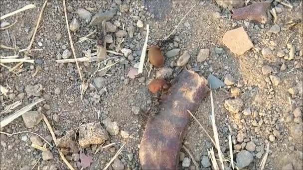 蚂蚁背负着沉重的负担 在安达卢西亚的夏日阳光下觅食冬天 — 图库视频影像