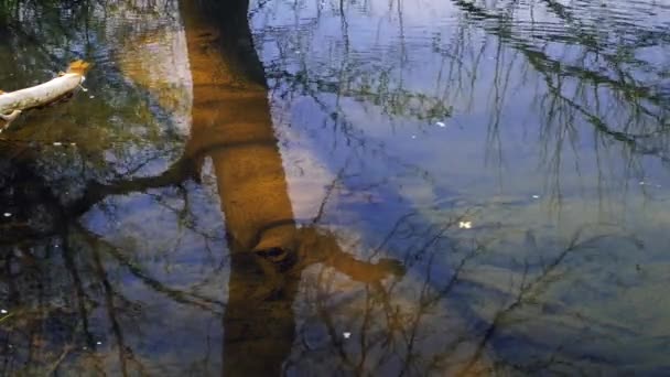 Ondulaciones Agua Mármol Creek — Vídeo de stock