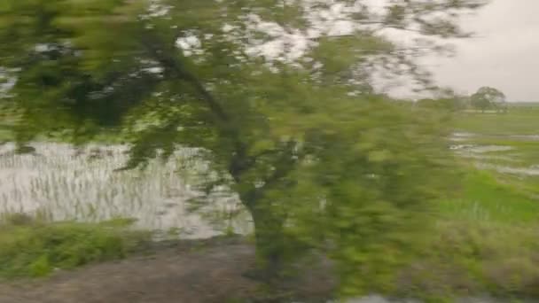 Рисові Поля Південної Америки Погляду Поїзда — стокове відео