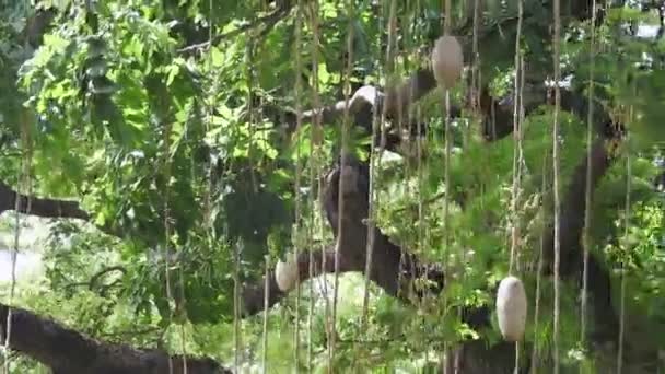 Árvore Salsicha Árvore Kigelia Pinnata África Zoológico Honolulu Honolulu Havaí — Vídeo de Stock