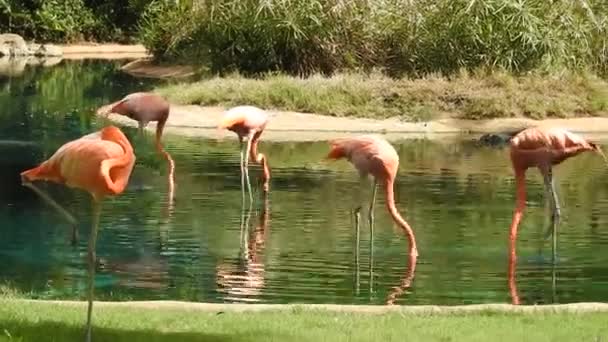 フラミンゴ ハワイのホノルル動物園 — ストック動画