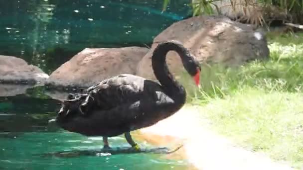 Cygne Noir Zoo Honolulu — Video