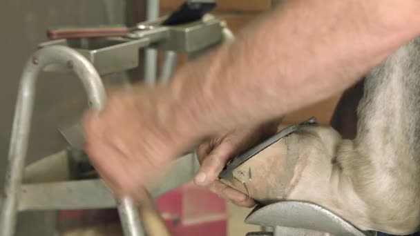 Farrier Spijkers Hoefijzer Naar Paarden Hoef — Stockvideo