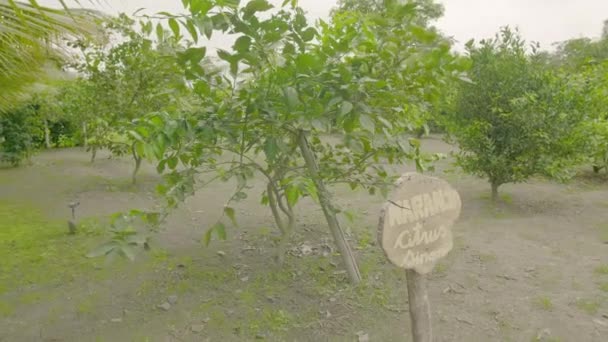 Tropical Garden Orange Fruit — Stock Video