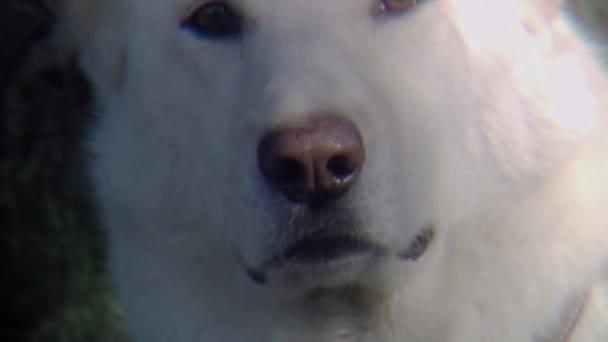 Anjing Laki Laki Husky Putih Duduk Tempat Teduh Pada Hari — Stok Video