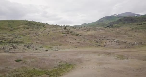 蒙古西部的赛马比赛 这是在阿尔泰山区一个偏僻的地方骑着一匹赛马 — 图库视频影像