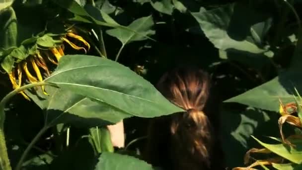 Uma Menina Caminha Campo Girassóis Sob Folhas Empurra Plantas Lado — Vídeo de Stock