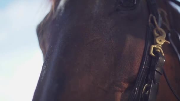 Extreme Close Shot Van Een Donker Bruin Paard Masticating — Stockvideo