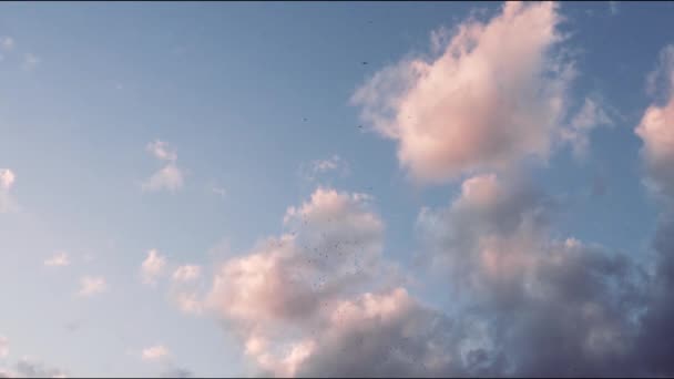 Птицы Летящие Ярко Голубом Закатном Небе Полном Пушистых Облаков — стоковое видео
