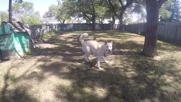 慢动作 后院里的哈士奇狗在玩狗玩具 跑来跑去 — 图库视频影像
