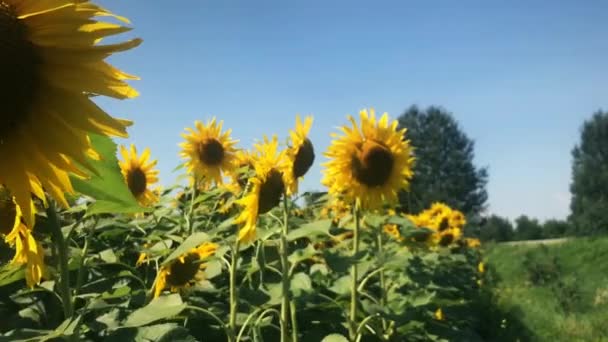Jít Podél Slunečnice Blízkosti Silnice Kolem Mouchy Hmyz — Stock video