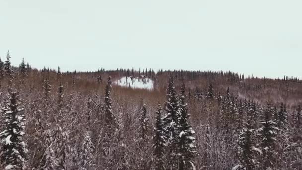 Sněžný Les Zasněžené Stromy — Stock video