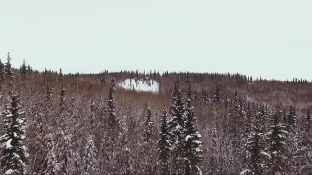 Forêt Enneigée Arbres Enneigés — Video