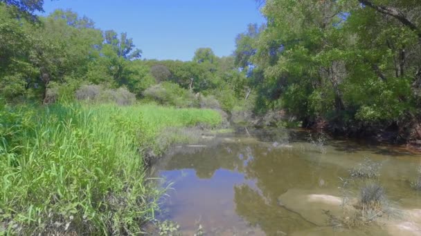 Acqua Circondata Alberi Cielo Blu — Video Stock