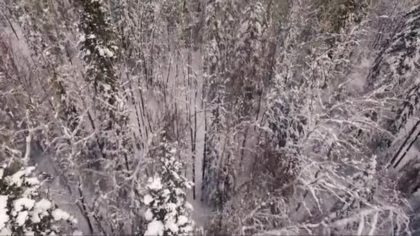 Foto Aérea Bosque Nevado — Vídeos de Stock