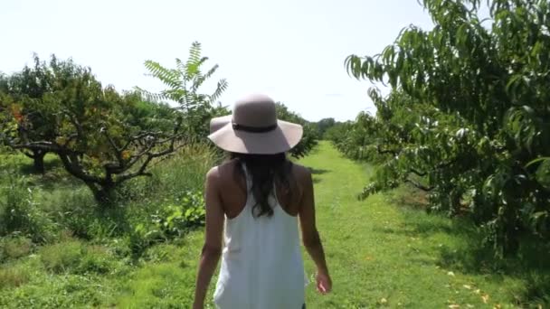 在一个艳阳天 一个女人在果园里寻找水果的慢镜头 — 图库视频影像