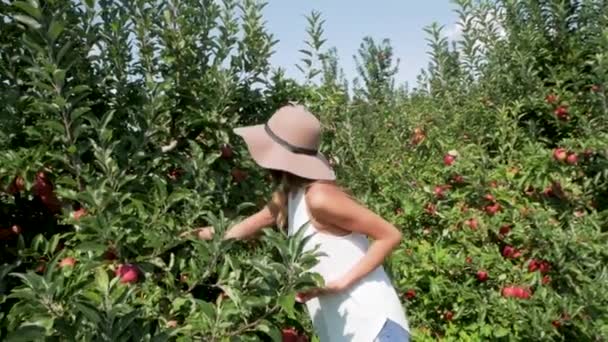 Жінка Знаходить Найкращі Яблука Збирання — стокове відео