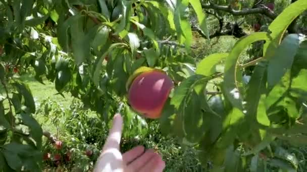 Male Picks Ripe Peach Straight Tree — Stock Video