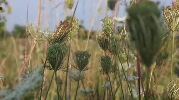 Kansas Hohe Gras Und Himmel — Stockvideo